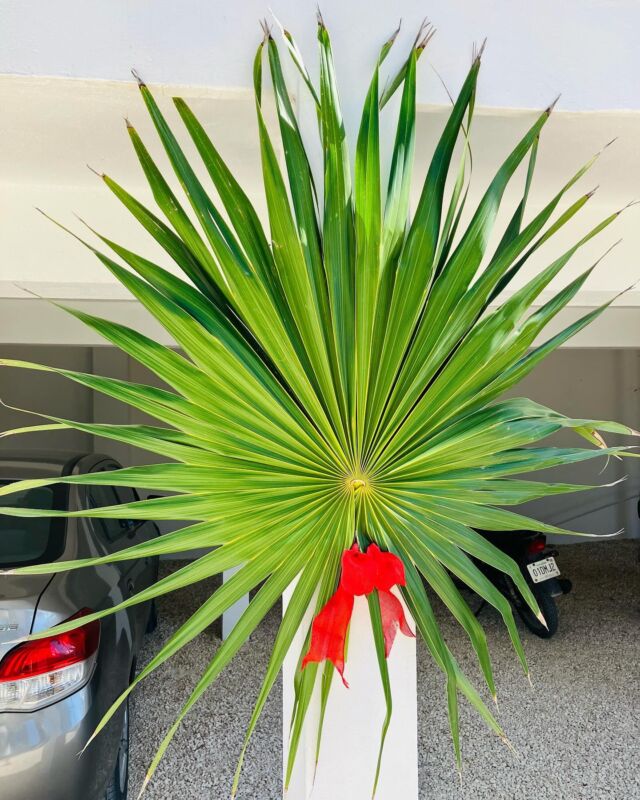 Getting ready for Christmas…. And a little bit of relaxing by the pool
